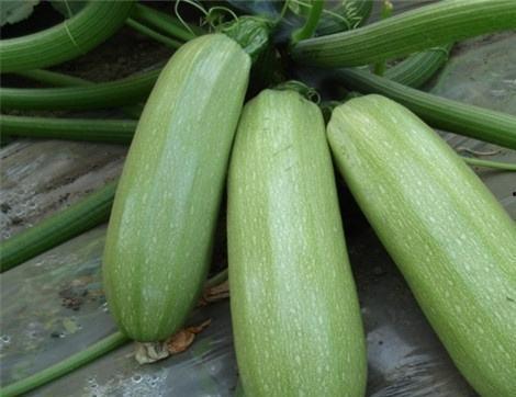 吃李瓜有什么好处,吃李瓜的五大益处揭秘