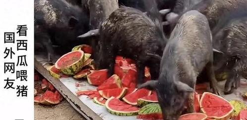 恐怖吃瓜博主,揭秘网络恐怖内容的幕后黑手