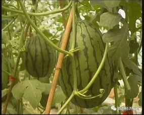 南昌吃瓜文化,街头巷尾的热议焦点与社交新风尚