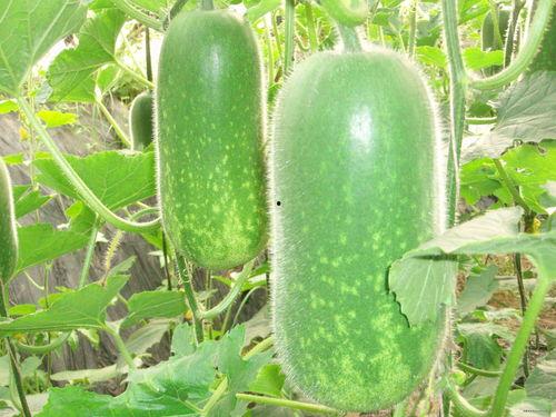 吃瓜大瓜校园瓜qq群,吃瓜大瓜QQ群里的那些事儿