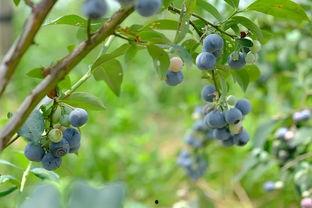 清北树洞吃瓜,揭秘校园里的“吃瓜”风云