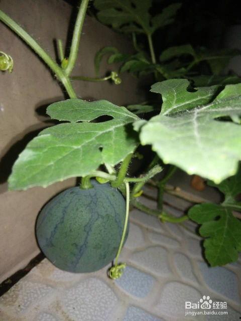 可以吃籽的瓜,探索可食用籽的瓜类美食之旅