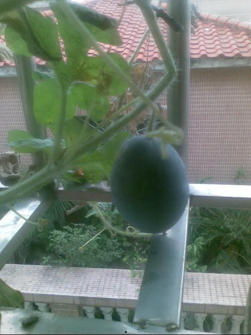 广东阳台吃瓜,夏日吃瓜的悠闲时光