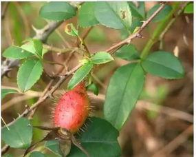 梦见吃野果瓜,探寻梦境中的野果瓜之谜