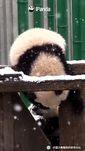 吃瓜小熊车祸,生命瞬间消逝