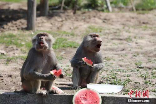 动物吃瓜后续,揭秘吃瓜背后的生态奥秘