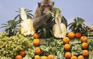 猴吃瓜背景视频软件,趣味横生的短视频软件，带你领略欢乐时光