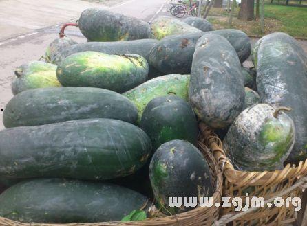 梦见大瓜准备吃,揭秘食欲与愿望的奇妙交织