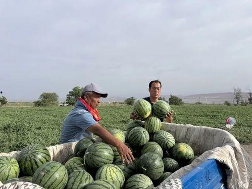 昌明吃瓜,揭秘娱乐圈背后的那些事儿